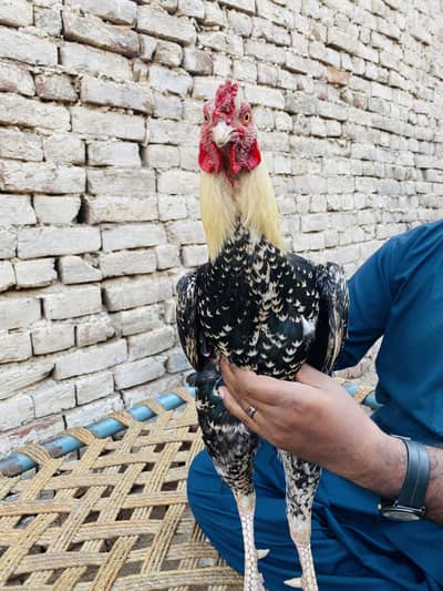 Aseel Murga for sale03068151066