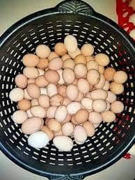 Dasi eggs,dasi eggs for sale,dasi for sale,eggs for sale