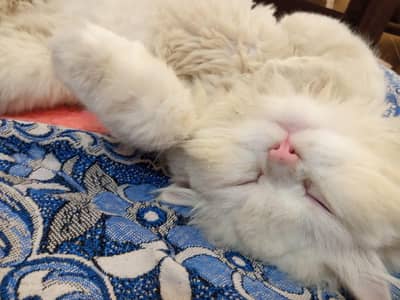 White Persian Cat  ( Frost Eyes ) Male