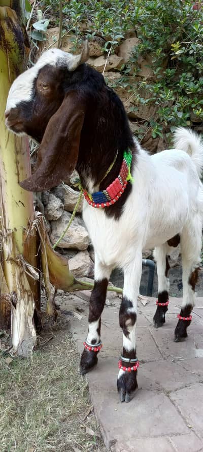 Bakra 2 Daant Qurbani k liye 2026