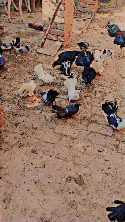 lucky kabooter full tyar ando k liya