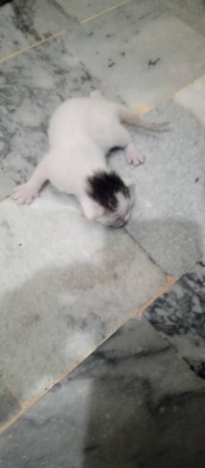 “3-Day-Old Persian Baby Kitten – Special Care Needed