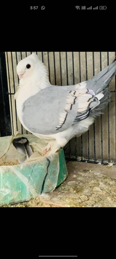 belu  barr female yang