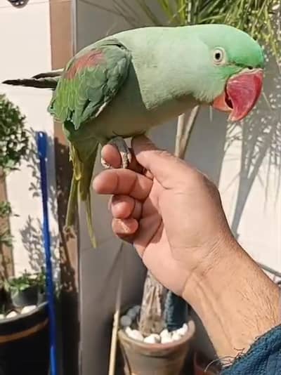 raw parrot female