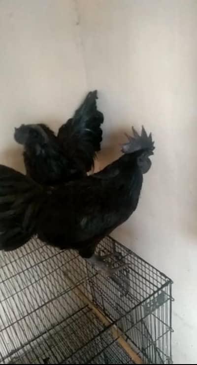 Ayam Cemani grey tongue pairs