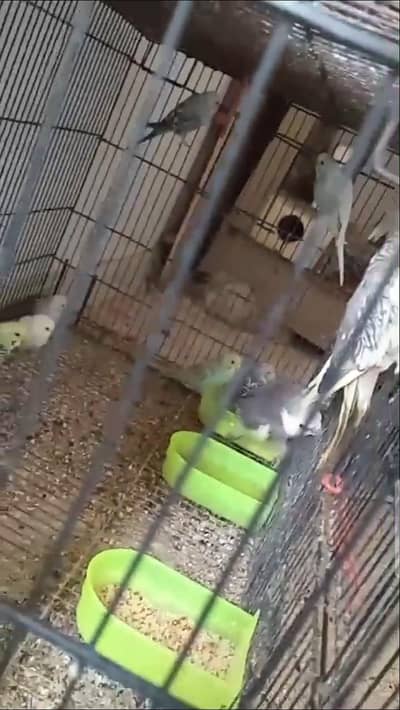 4 pair for sale Australian parrot