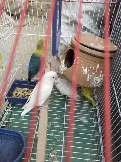 albino pair ha AK female ha or 2 Australian female