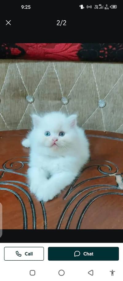 Persian cat for sale male or female 03313091788 my WhatsApp number