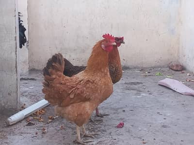 دیسی خور اک پر پلی ھوئ ھںں