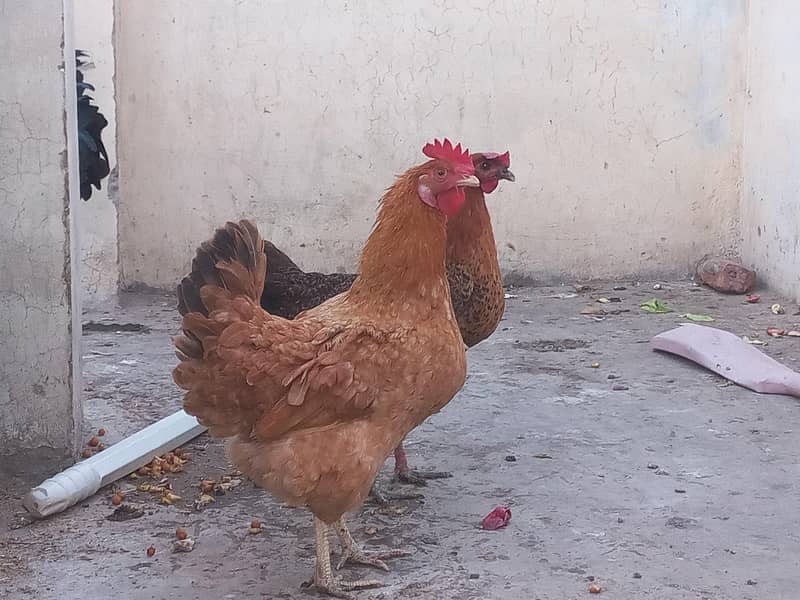 دیسی خور اک پر پلی ھوئ ھںں 0