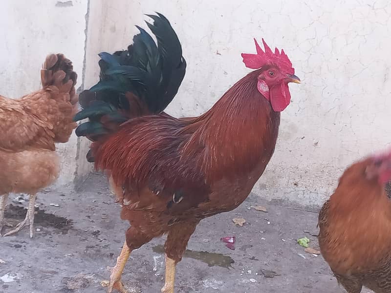 دیسی خور اک پر پلی ھوئ ھںں 1