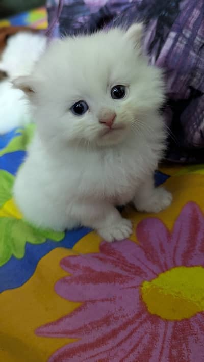 persian kittens
