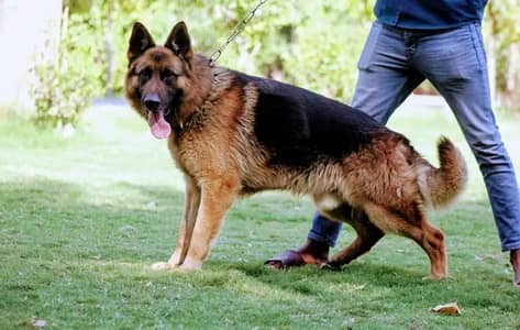 German shepherd