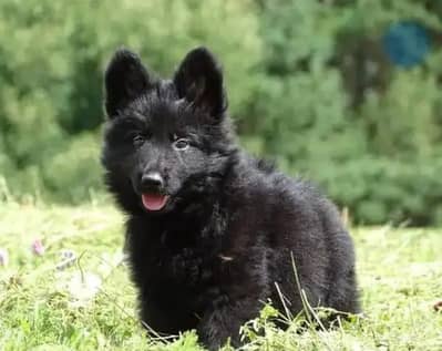 black shepherd puppies 03101565438