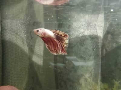 half moon betta male