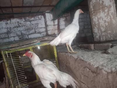 Aseel Heera pair with Aseel hens with Chick and egg for sale