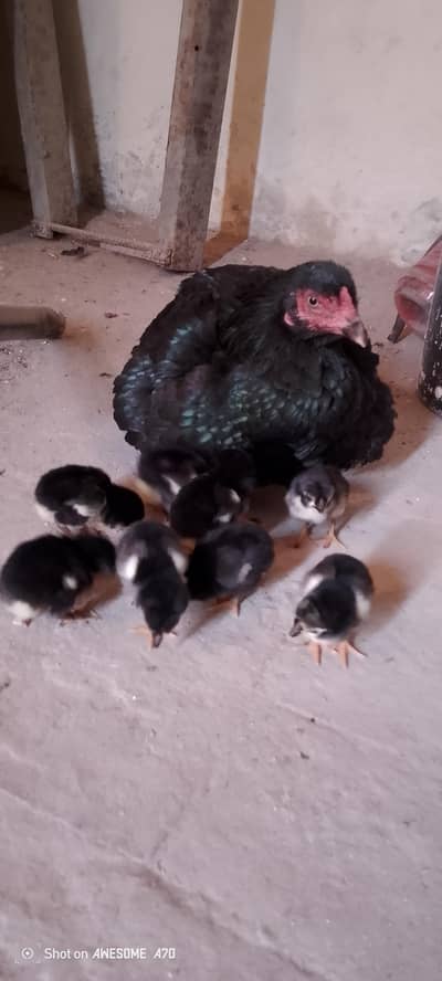 Mery pas aseel  chicks h jis bhai NY lyna ho wo rbta kary