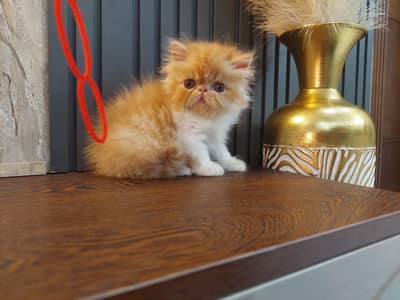 peki/piki male kitten