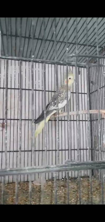 Breeder cocktail female with eggs