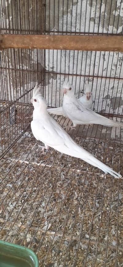 eno red eye   03081250912