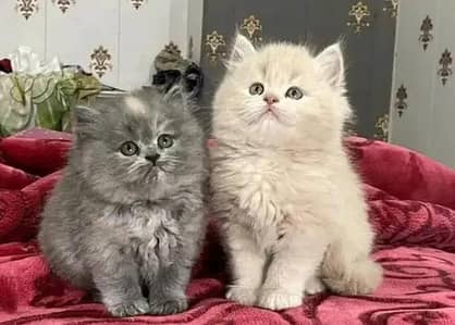 Cat for sale only WhatsApp number 03251512151