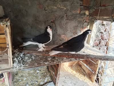 black sherazi سیاہ pair