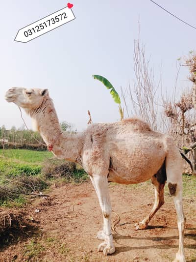 Camel for sale