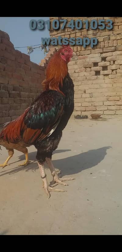 aseel mianwali Amroha