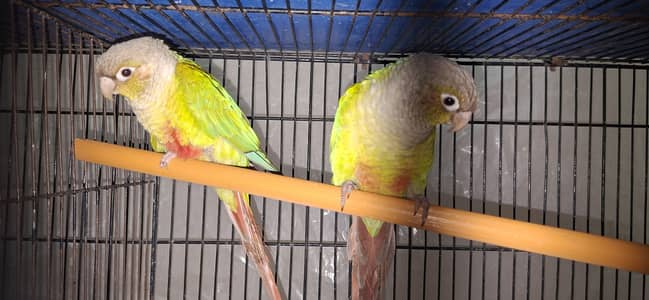 Pineapple conure breeder pair