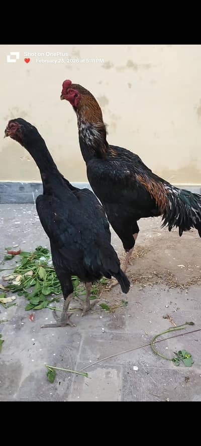 1 murga 1 murgi shoq se pala hua, for  sale urgent