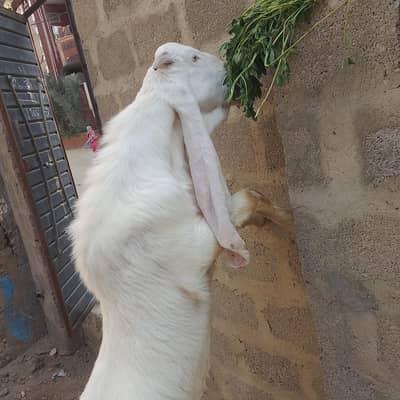 Gulabi Bakra 0315_2138578