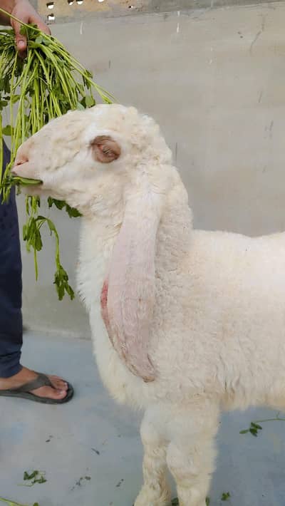 pure larkana pair for sale