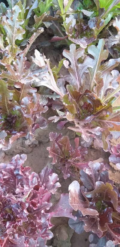Purple Lettuce Leaves, Lettuce, Salad Patta For Sale