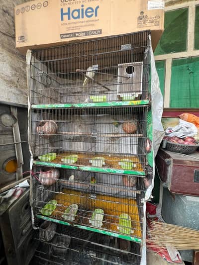 cage plus parrot for sale