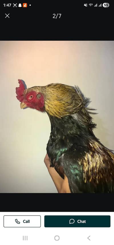 Antique merthi merithi aseel breeder amroha structure