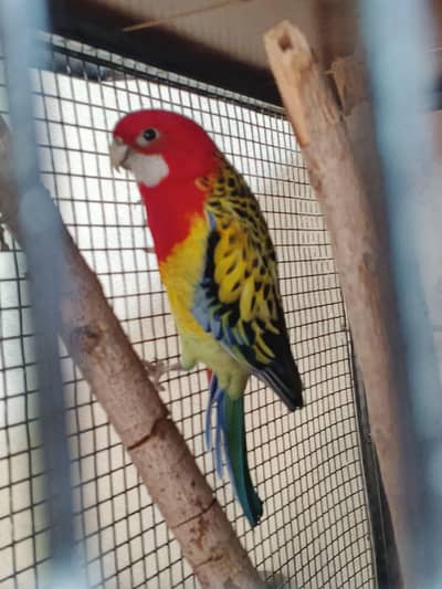 Rosella male breeder in jumbo size for sale