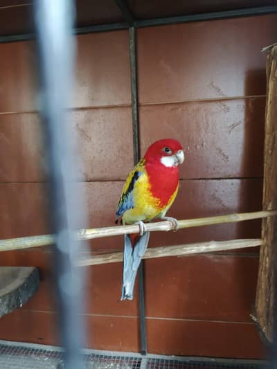 Rosella male breeder in jumbo size for sale