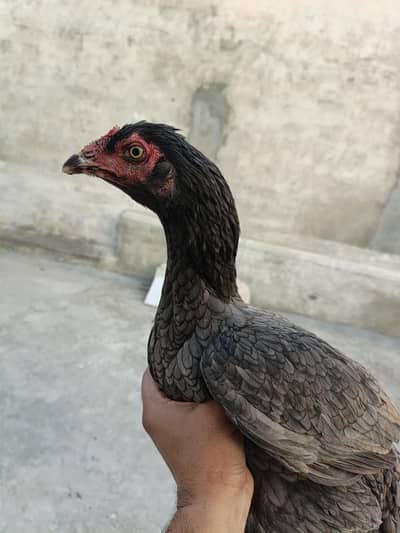 2 Aseel Murgian/ Hens for sale