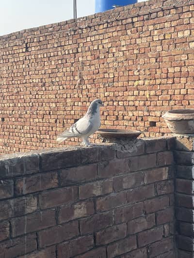 Sherazi , fancy pigeon urgent for sale