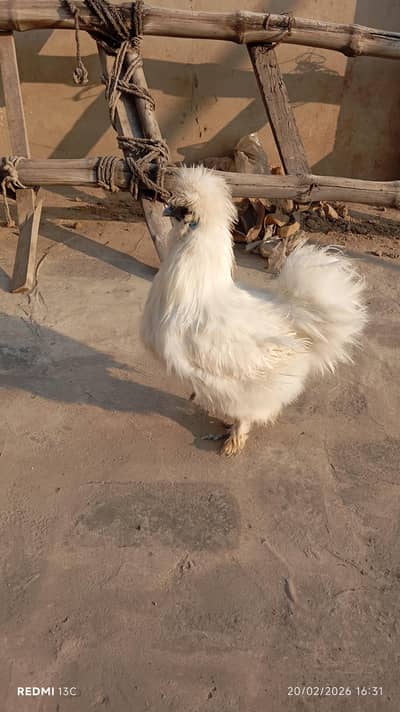 Silky and Aseel pair and dasi