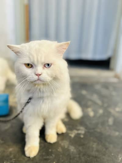 Persian cat