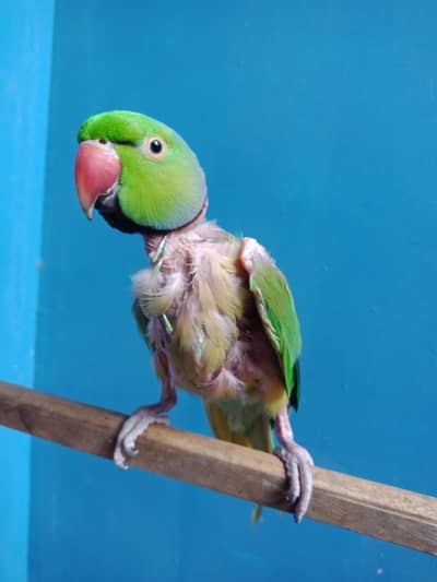 ring neck talking male breeder