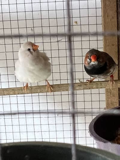 Zebra finches