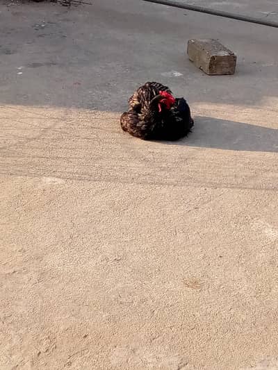 Pair for sale Silke hens