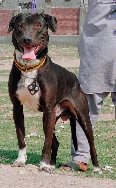 bully male available for sale