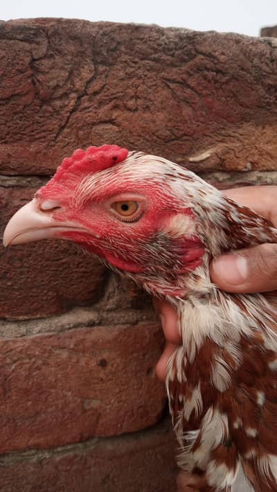 Aseel chicks old blood line