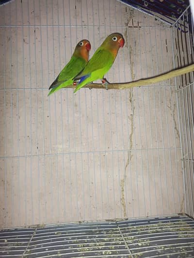 Green Fisher Color love bird - AQUA Parblue Opaline Palefallow Albino