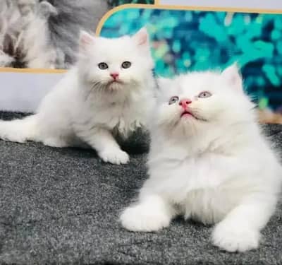 Cat for sale only WhatsApp number 03251512151