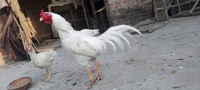 white Shamu for sall