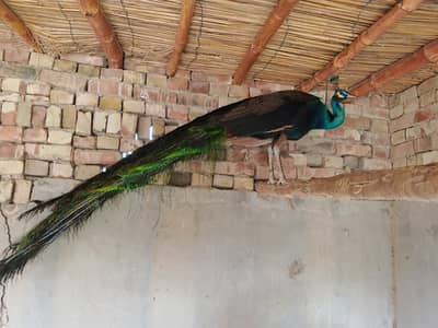 Breeder Emerald Two Male For Sale